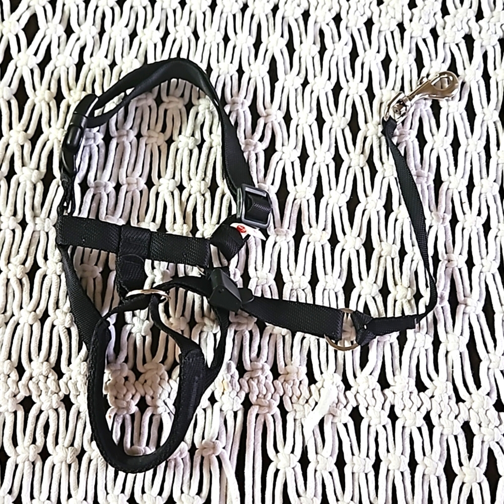 Walk 'n Train Head Halter By Holt